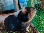 Guinea Pigs