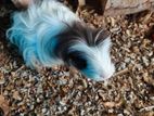 Guinea Pigs