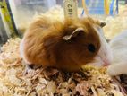 Guinea Pigs