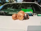 Guinea Pigs