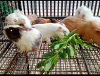 guinea pigs