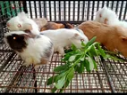 guinea pigs