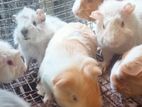 guinea pigs