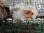 Guinea pigs