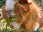 Guinea Pigs