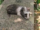 Guinea Pigs