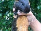 Guinea Pigs