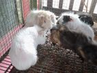Guinea pigs