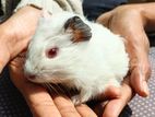 Guinea Pigs