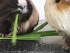 Guinea Pigs