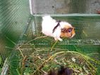 Guinea Pigs