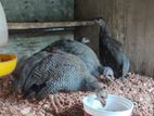 Guineafowls