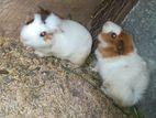 Guineapig