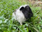 Guinea Pig