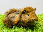 Guinea Pig