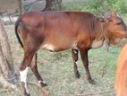 Farm Cow