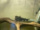 Gulper Catfish