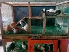 Gunea Pigs with Cage