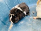 Guinea Pig