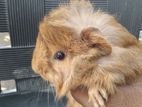 Guinea Pig