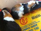 gunia pig