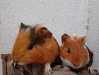 Gunia pigs