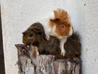 Guniea Pig