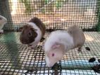 Guniea Pig