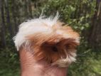 Gunipig