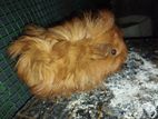 Guinea Pig