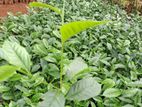 ගුණාත්මක තේ පැල