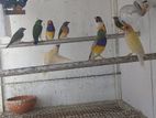 Guoldian Birds