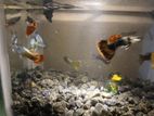 Guppies