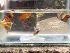 Guppy with Platy Fish