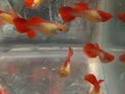 Guppy Fish