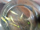 Guppy Fish