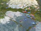 Guppy Fish - Elephant Ear