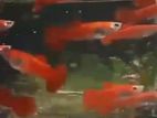 Guppy Fish