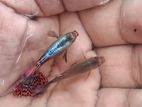 Guppy Fish