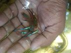 Guppy Fish