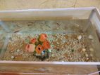Guppy Fish