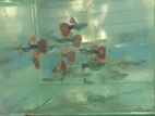 Guppy fish