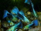 Guppy Fish
