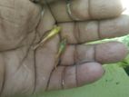 Guppy Fish