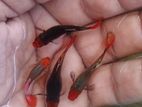 Guppy Fish