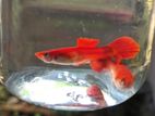 Guppy Fish