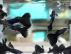 Guppy Fish
