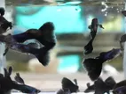 Guppy Fish