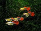 Guppy Fish