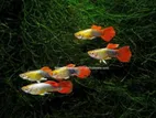 Guppy Fish